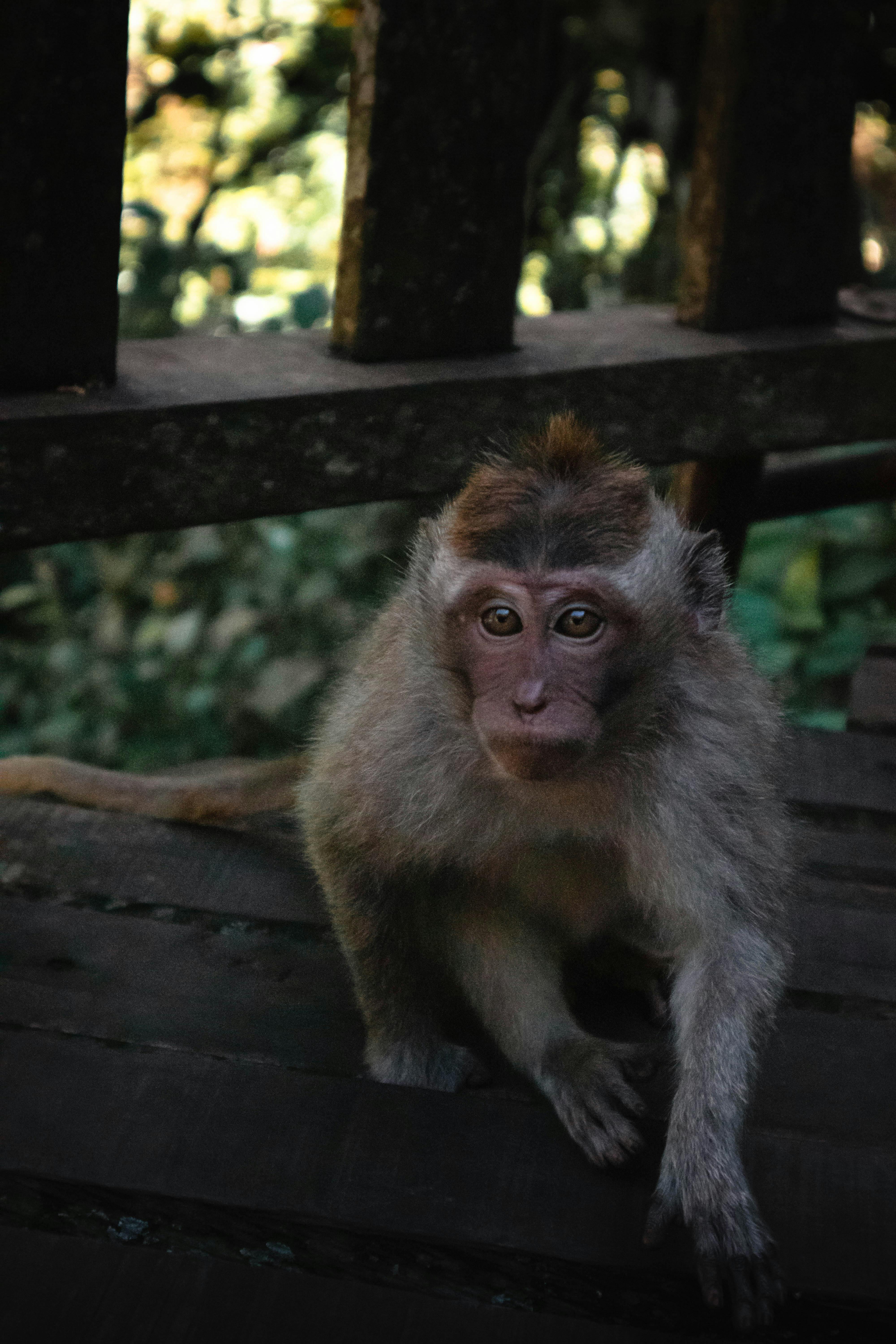 DeepSeek-Coder and AI coding: programming and development